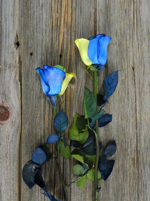 BLUE & YELLOW  TINTED ROSE